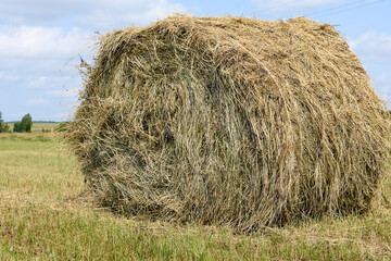 Mowed grass laid in drying stacks. Roll of hay in field