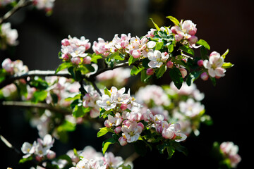 apple tree blossom