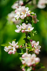 Fototapeta premium apple tree blossom