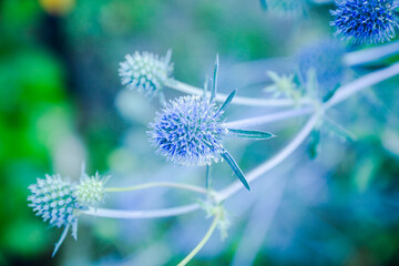 Blooming Blue Eryngo (Eryngium planum) in the garden. Selective focus. Shallow depth of field.
