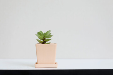 Small Crassula succulent cactus plant in orange clay pot on white desk and white wall