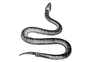 Old illustration of a common adder or viper snake