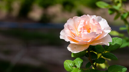 Beautiful blooming roses that bloom in the garden.