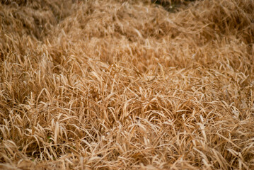 golden wheat field in last summer