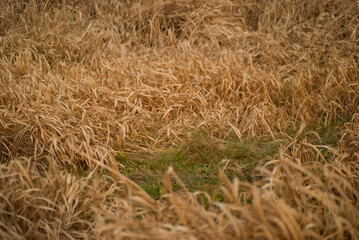 grass in the wind