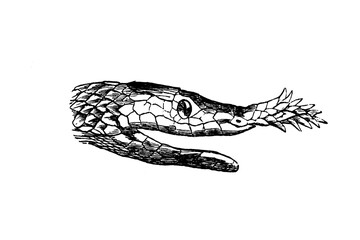 Old illustration of a head of a Langaha