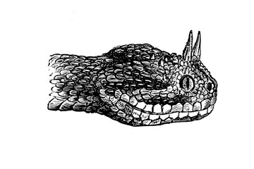 Old illustration of a head of a Horned Viper