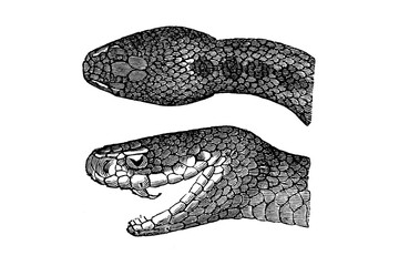 Old illustration of a head of a Redi Viper