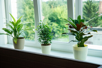 green plant in a window
