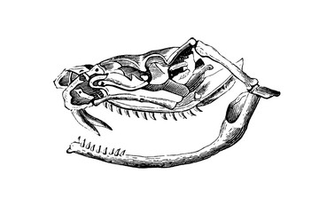 Old illustration of a skull of a rattlesnake