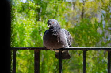 sitting pigeon on the balcony