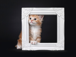 Cute five weeks old red silver Maine Coon cat kitten, standing through white empty photo frame. Looking side ways with blue / greenish eyes. Isolated on back background.