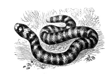 Old illustration of a Common ringed or Grass snake