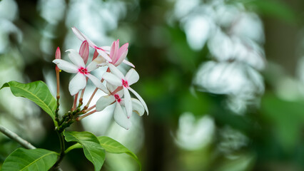 Colorful flowers with a bokeh background