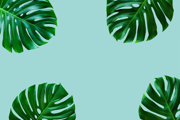 Fototapeta na wymiar top view of tropical monstera leaf on blue color background. minimal summer concept. flat lay