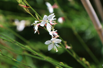 Fiori di Gaura o pianta delle orchidee, dettagli in giardino in un mattino d’estate