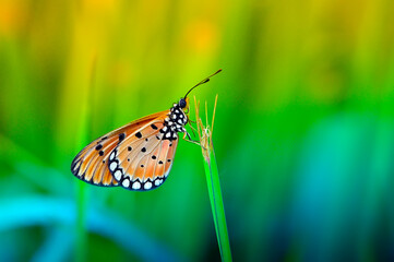 Fototapeta premium butterfly on a green leaf
