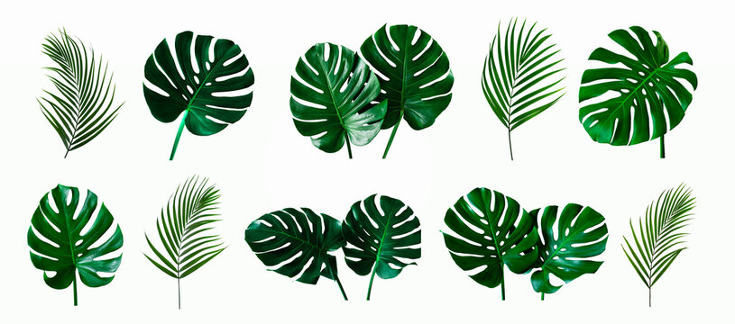 set of green monstera and palm  plant leaf isolated on white background for design elements, Flat lay