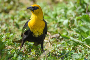 Male Yellow-headed blackbird perched on the ground.  Vancouver BC Canada
