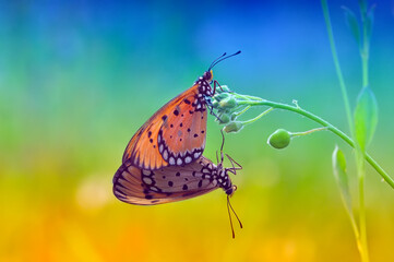 mating, butterfly