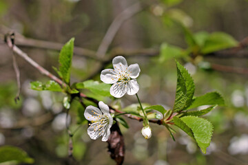 Cherry plum flowers