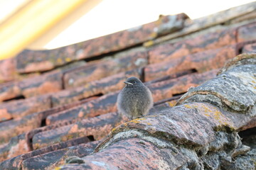 bird on old roof