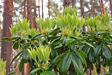 Rhododendron in spring