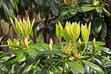 Rhododendron in spring