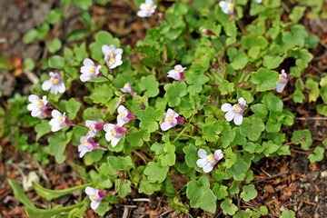 Cymbalaria muralis