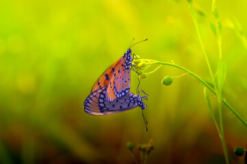 mating,  butterfly