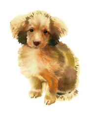 Watercolor painting. Small brown puppy on a white background. - 356990241