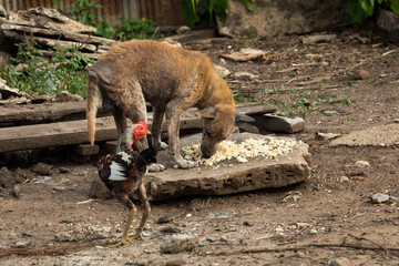 Thai street dog with sarcoptic mange on skin eating waste food on earth floor