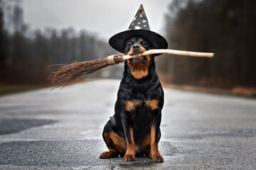 funny rottweiler dog posing outdoors for halloween