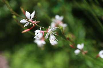 Fiori di Gaura o pianta delle orchidee, dettagli in giardino in un mattino d’estate