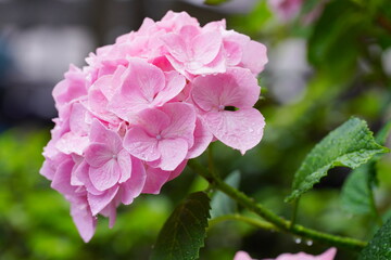 日本の梅雨の風物詩　アジサイの花びらから雨の滴がしたたる