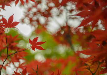 red maple leaves in autumn season