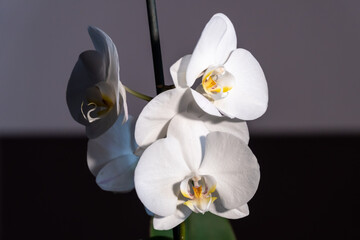 Fototapeta na wymiar White Phalaenopsis bloomed at home in the spring.
