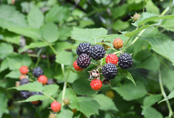 A cumberland black raspberry plant, rubus occidentalis with a lot of blue-black berries, sweet and...