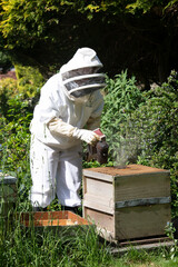 Beekeeping in Hampshire UK