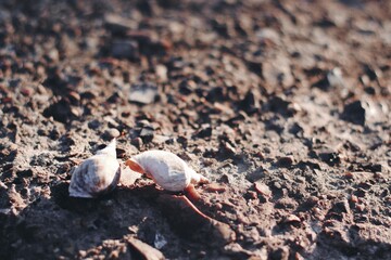 Seashells. River shells. Spring photo shells. Beach