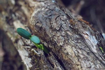 The sprout of agriculture makes its way through the tree. Cucumber sprout on a tree trunk. Macro shooting of a sprout.