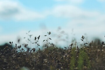 Field. Through the universe. Grass. Nature. Summer photography
