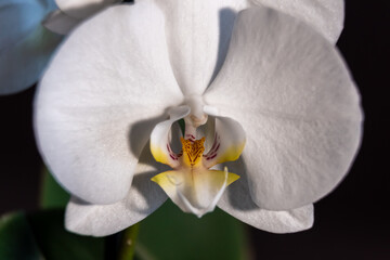 White Phalaenopsis bloomed at home in the spring.