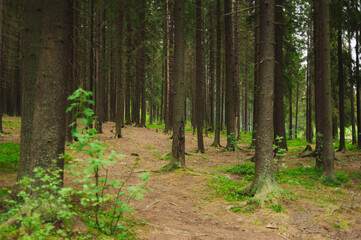 Tall trees in a pine forest