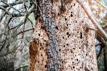 Spruce trunk tree damage by bark beetle. Bug  tunnels infection