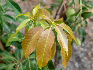Young mango tree leaves on mango plant.