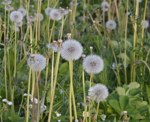 
beautiful dandelions grow in green grass on a summer day