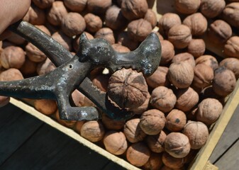 
walnuts and nutcracker lie on the table