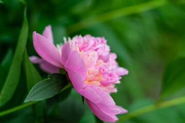 chic flowering seasonal pink peony