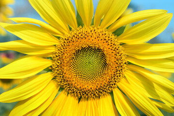 Obraz premium Sunflower close up flower in the garden 